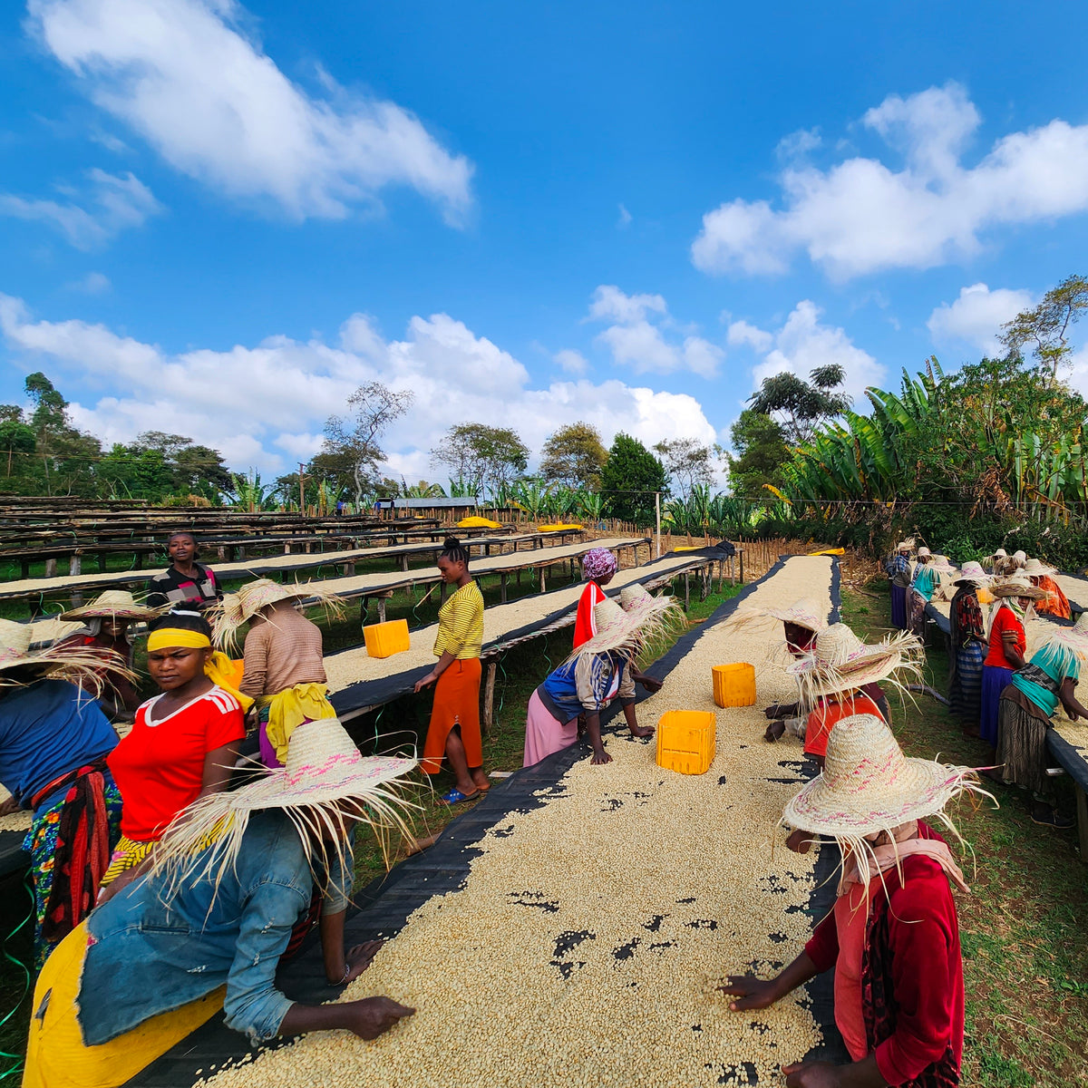 BANKO TARATU / ETHIOPIA