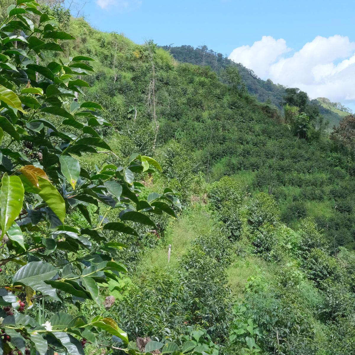 【SOLD OUT】FAMILIA FERNANDEZ ESPRESSO / PERU