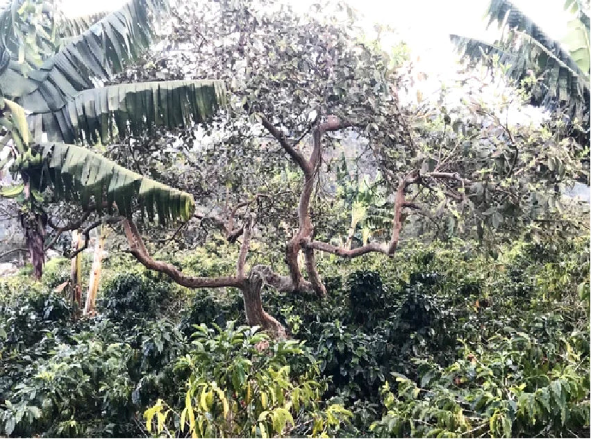 ホンジュラス　サンタバーバラ編