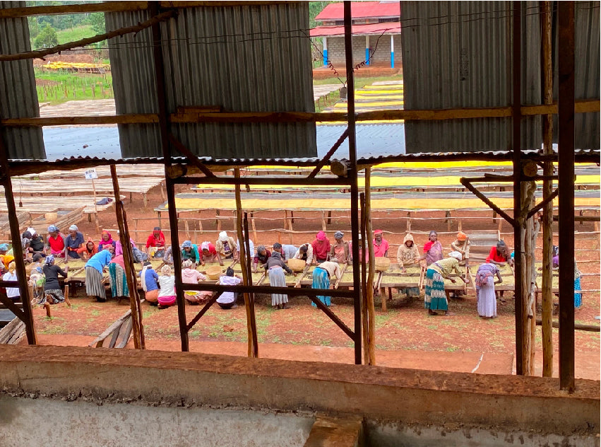 カップに注がれるずっと前のストーリー  - 前編 -