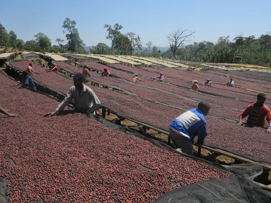 Hada / Ethiopia