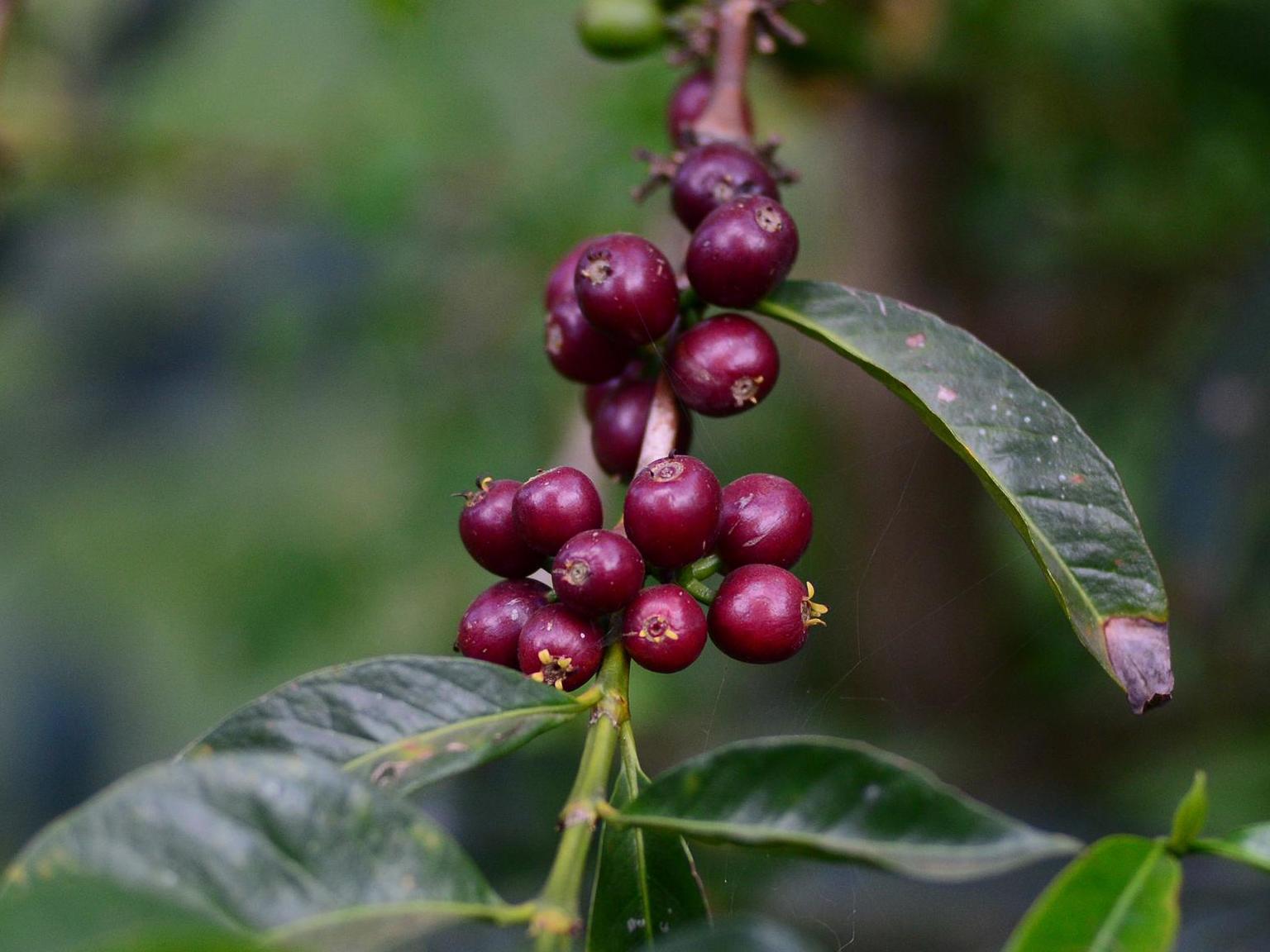 カップに注がれるずっと前のストーリー - 後編 -