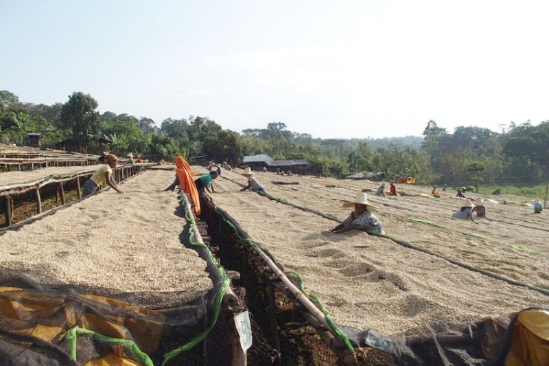 Dhilgee Lot.2とECX color wheel