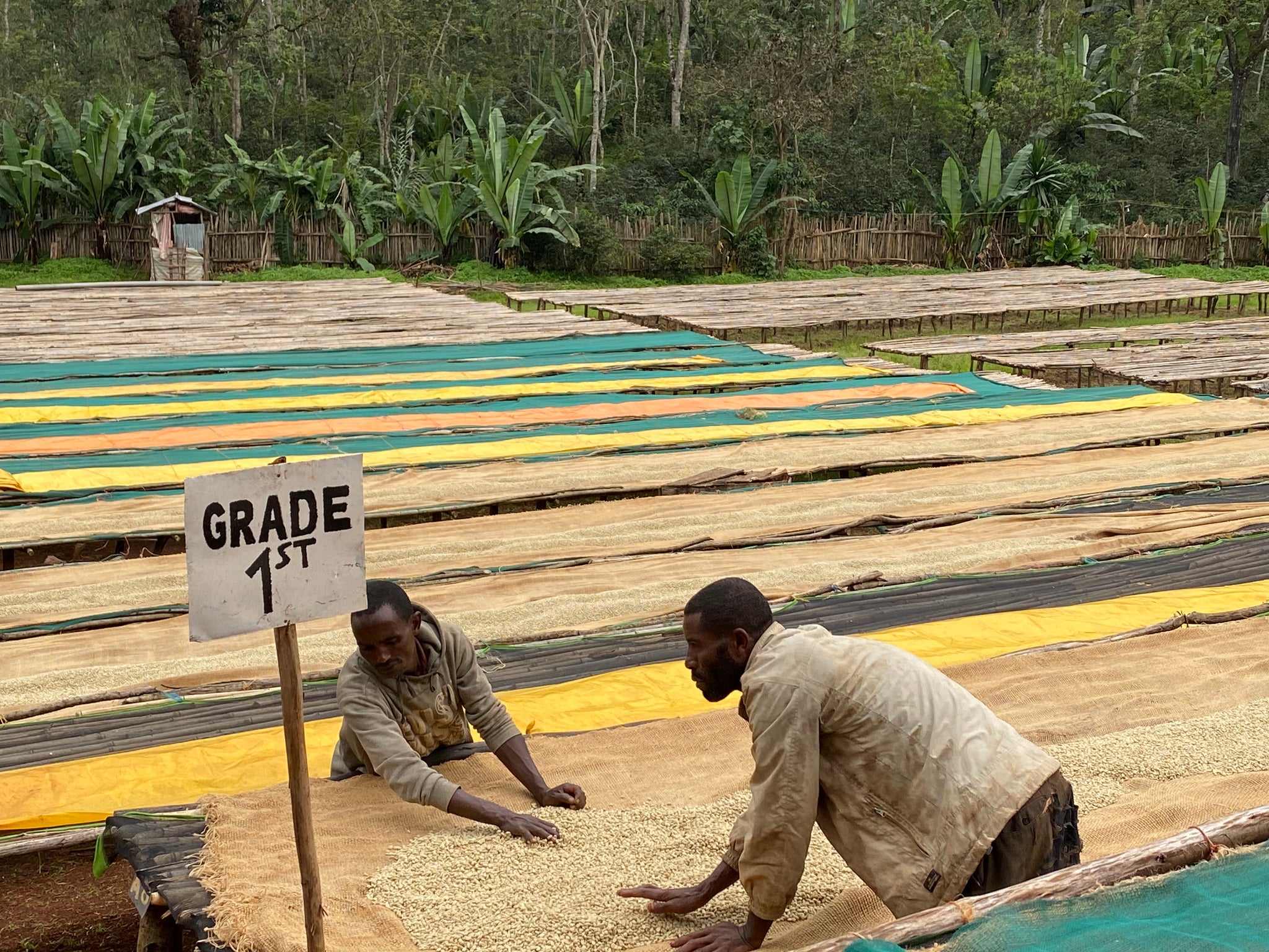 エチオピアのトレーサビリティ