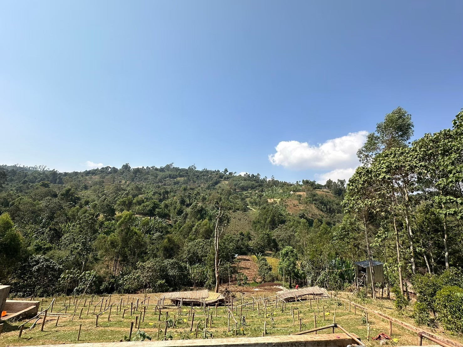 Bona Zuria / Ethiopia