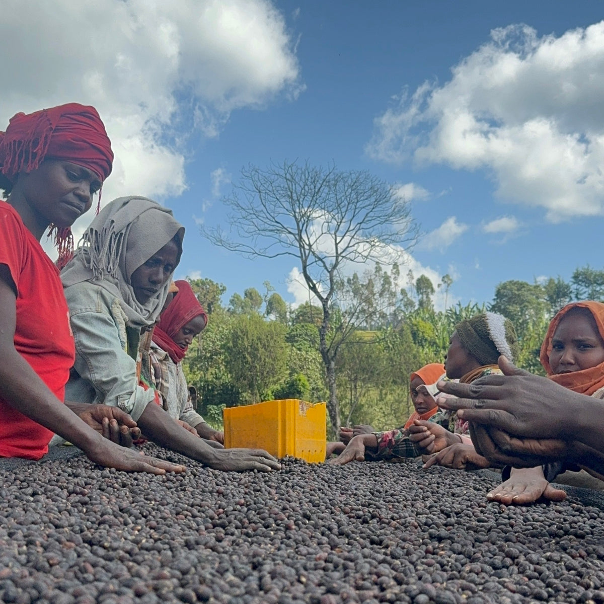 【NEW】BOCHESA ESPRESSO / ETHIOPIA