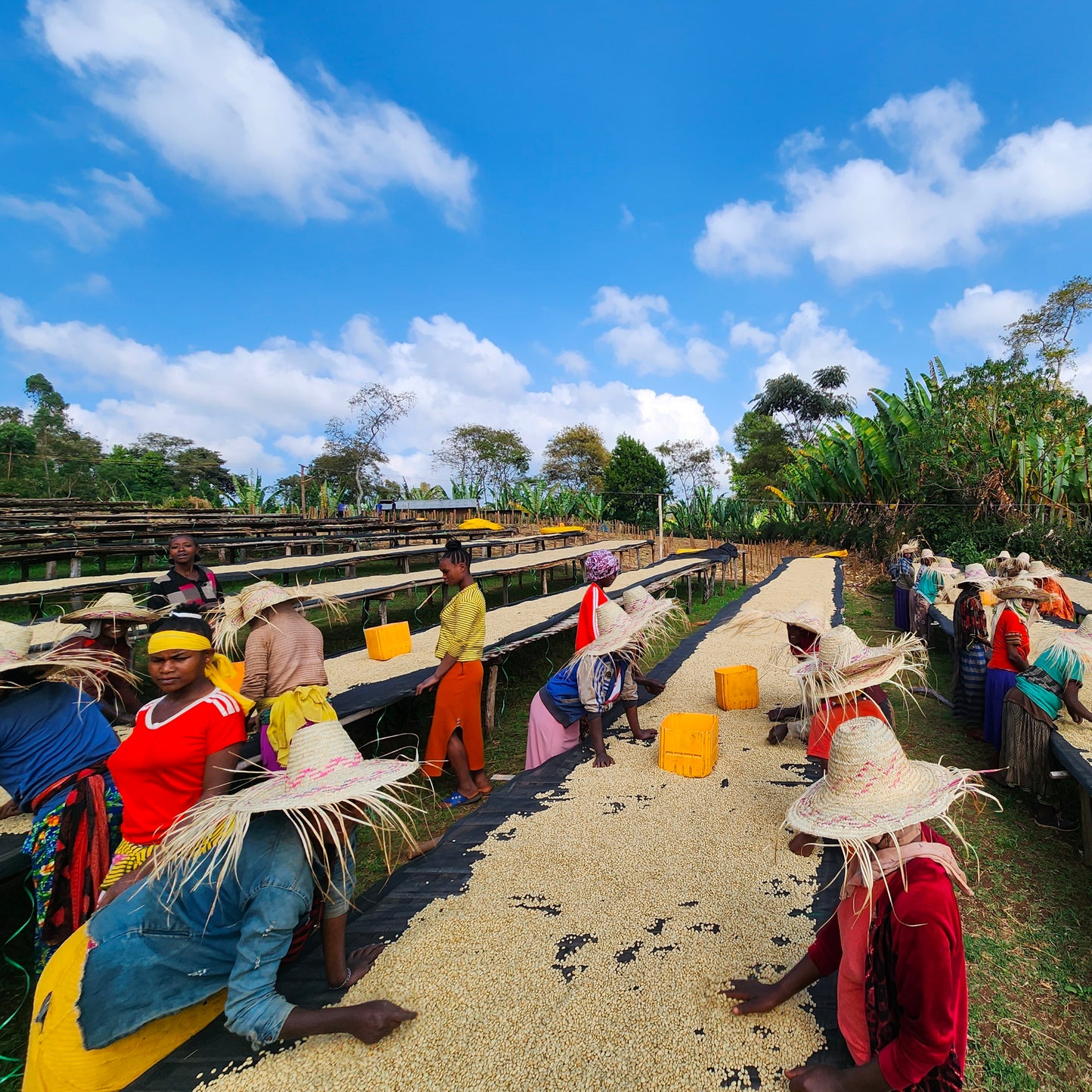 BANKO TARATU / ETHIOPIA