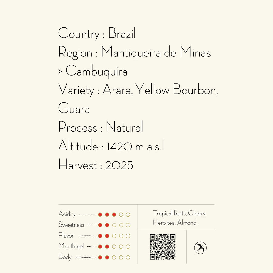 【NEW】JAGUARA / BRAZIL